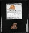 Dimetrodon Vertebrae Texas - Top Quality Specimen #31369-1